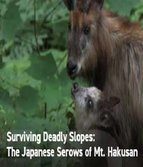 日本鬣羚生存日记