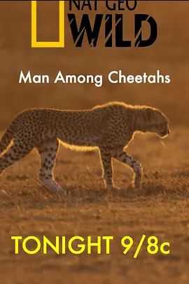 Man Among Cheetahs